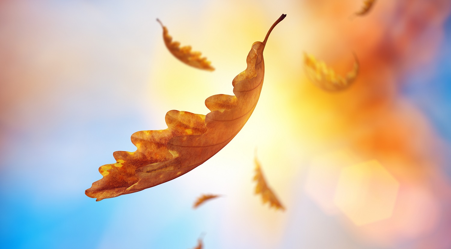 秋天落葉正版圖片素材