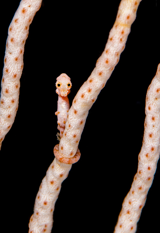 雌性丹尼斯的侏儒海馬(海馬體丹尼斯)在珊瑚海區(Annella mollis)米蘇爾，拉賈安帕，西巴布亞，印度尼西亞。陶瓷。圖片素材