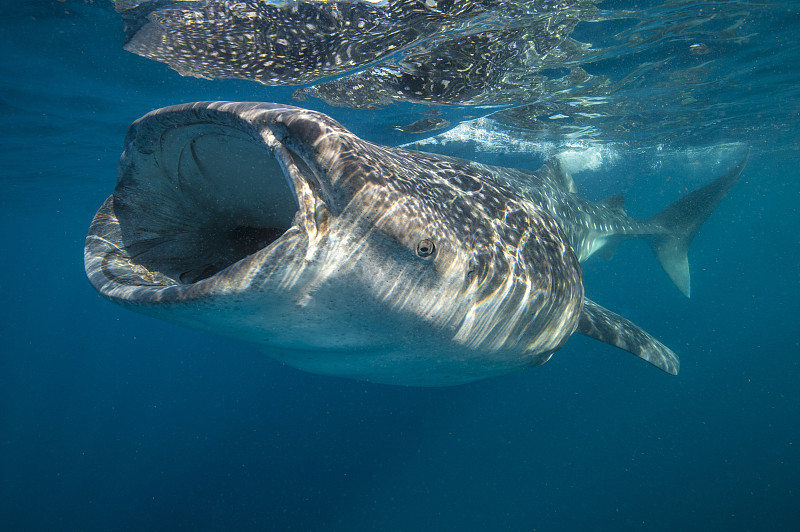 鯨鯊(斑馬鯊)嘴張開過濾進食水面，金塔納羅奧，尤卡坦半島，墨西哥，加勒比海。圖片素材