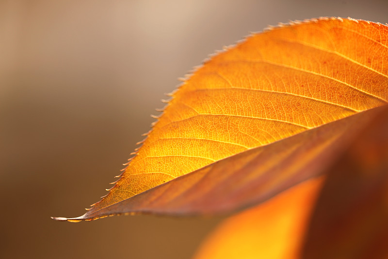 秋天樹葉葉脈肌理特寫圖片素材