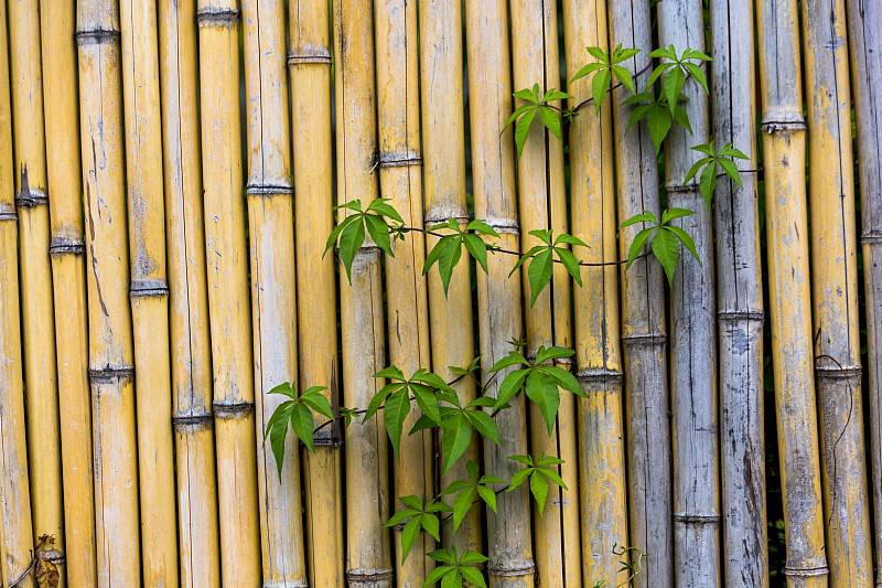 云南玉溪竹柵欄前生長的綠色植物圖片素材