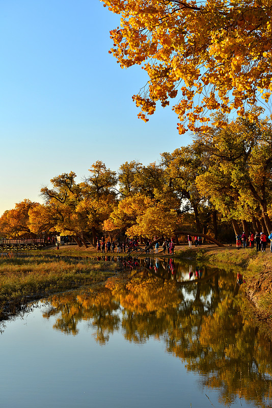 内蒙古额济纳胡杨林秋天的景色图片素材