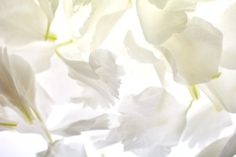 白色康乃馨花瓣在明亮的背景上圖片素材