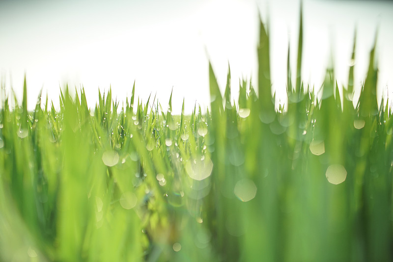 露珠在明亮的绿色水稻幼苗的背景图片下载