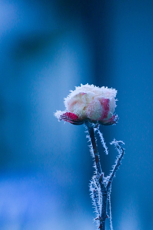藍色天空下冰凍植物的特寫圖片素材