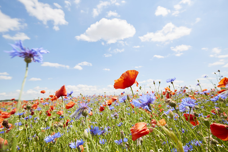 蓝色的天空映衬着野花草地上的红色罂粟和矢车菊图片下载