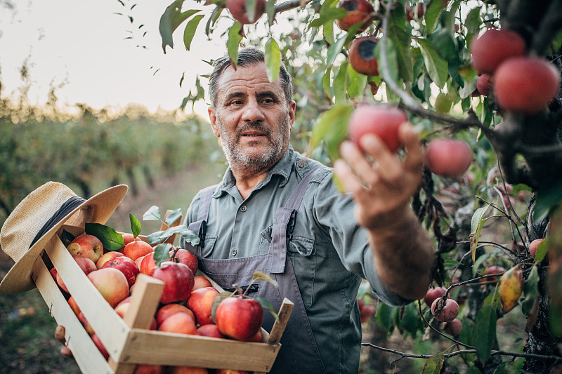 一位年長的農民看著手里的一個收獲的蘋果圖片素材