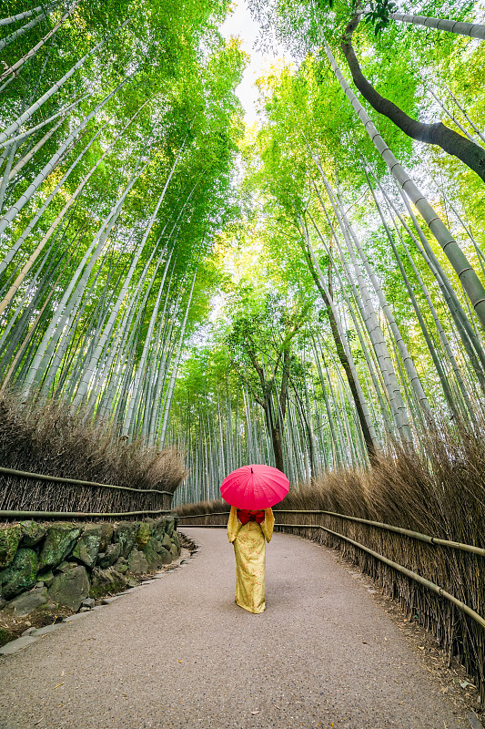 在日本京都的竹林里，穿著日本傳統和服的婦女。圖片素材