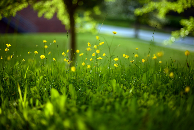 绿油油的草地上开着黄色的小花图片下载