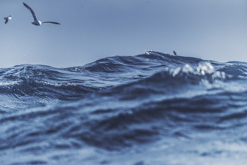 海鷗和藍色波濤洶涌的大海圖片素材