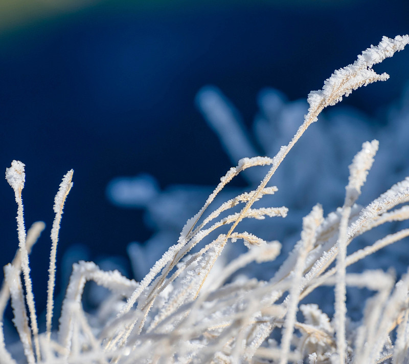 冰凍植物在田間的特寫圖片素材