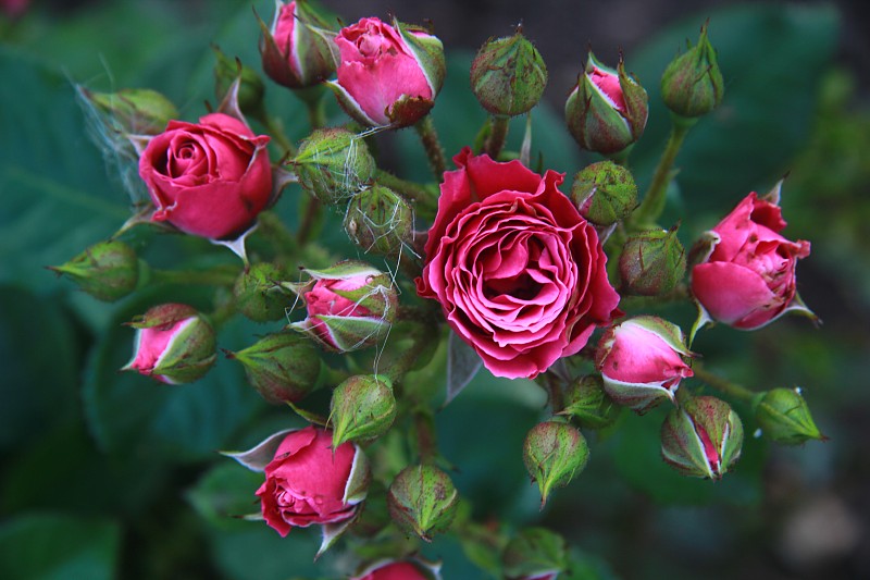 粉紅色玫瑰的花朵照片攝影圖片