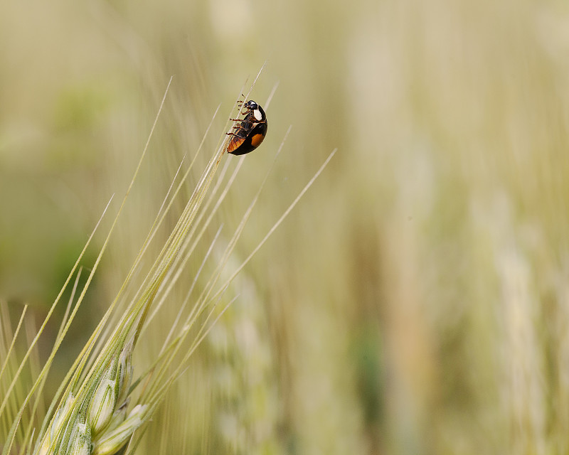 一只瓢蟲爬到麥芒的頂端，猶如雜技表演圖片素材