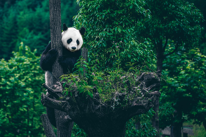 国宝大熊猫图片下载