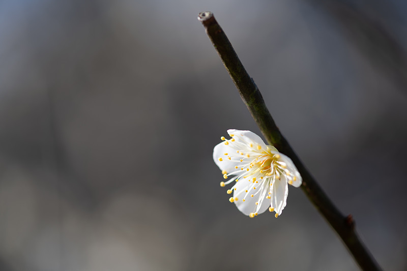 白色櫻花的特寫圖片素材