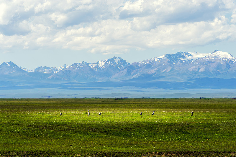 夏季新疆伊犁巴音布鲁克草原牧场图片下载