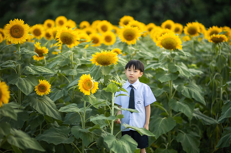 在向日葵花丛中的小男孩图片下载