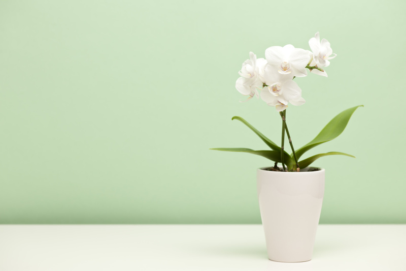 白色的兰花，在薄荷绿的背景下，白色的盒子图片下载