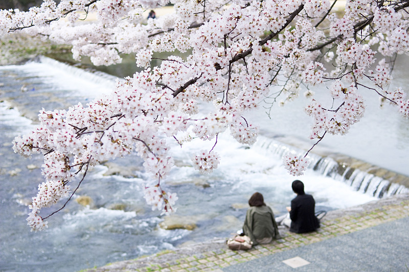 京都市加茂河的春景图片下载
