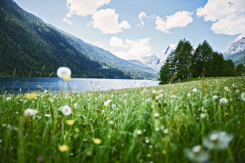瑞士，Grisons, Sufers，阿尔卑斯山，湖上的花草地图片下载