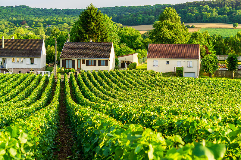 排葡萄葡萄在香檳葡萄園在蒙太奇德蘭斯鄉村的背景圖片素材