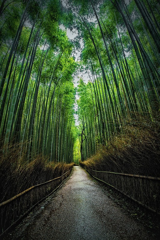 竹林中的步道圖片素材