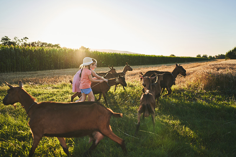 勤奮的女孩追逐著山羊，在草地上照顧它們圖片素材