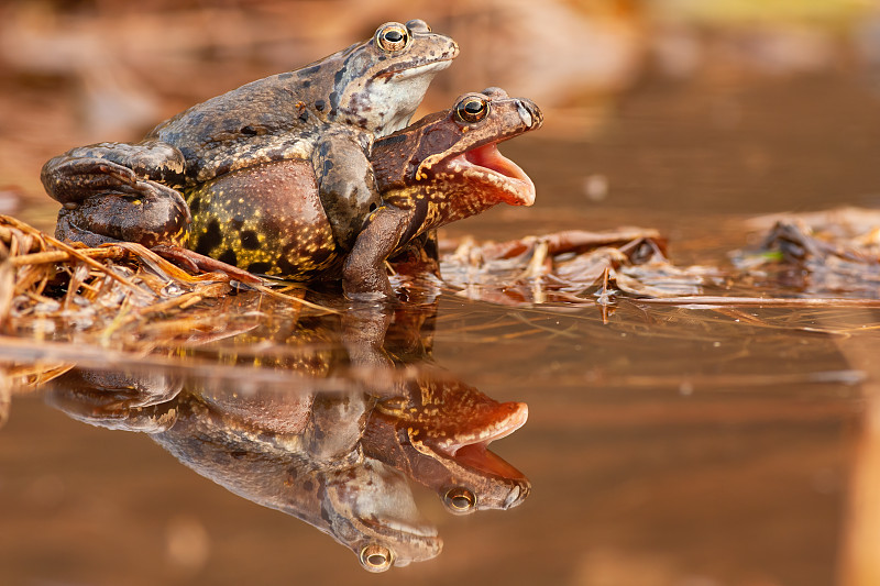 春天，兩只常見的青蛙在池塘里交配圖片下載