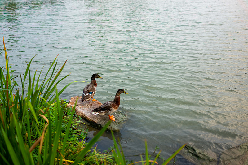 兩只鴨子在巖石上休息攝影圖片