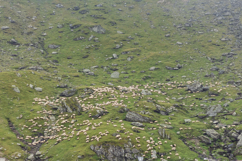 山上有一群羊。攝影圖片