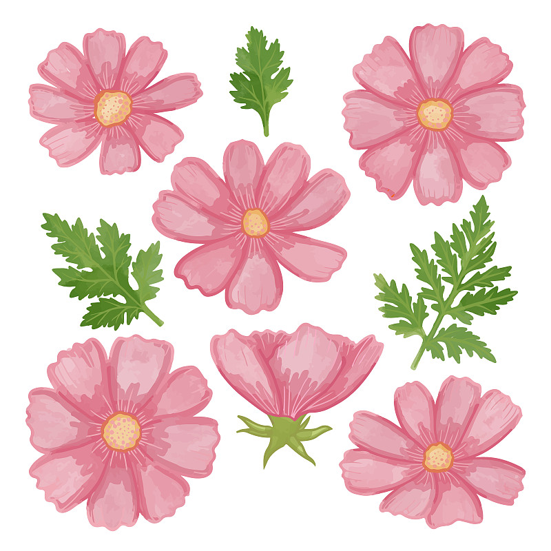一套水彩宇宙花，粉紅色植物剪貼畫插畫圖片