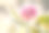三葉草的粉紅色花朵素材圖片
