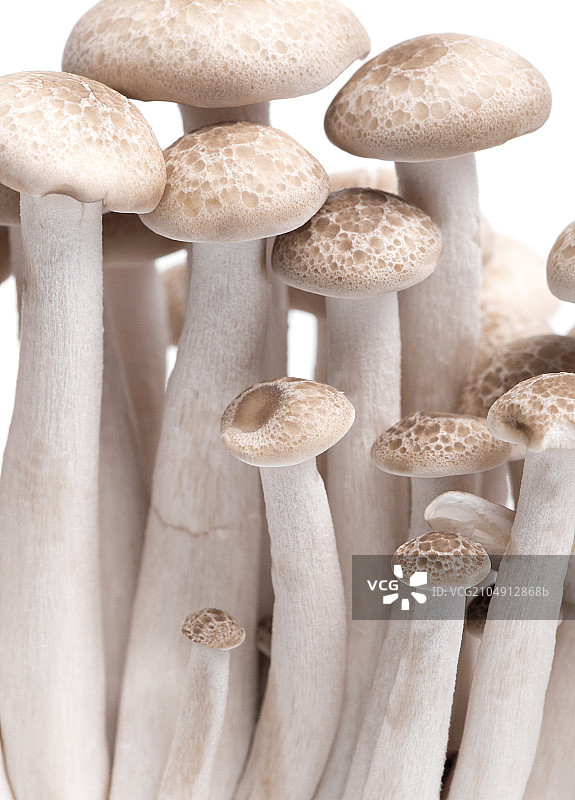 蘑菇图片素材