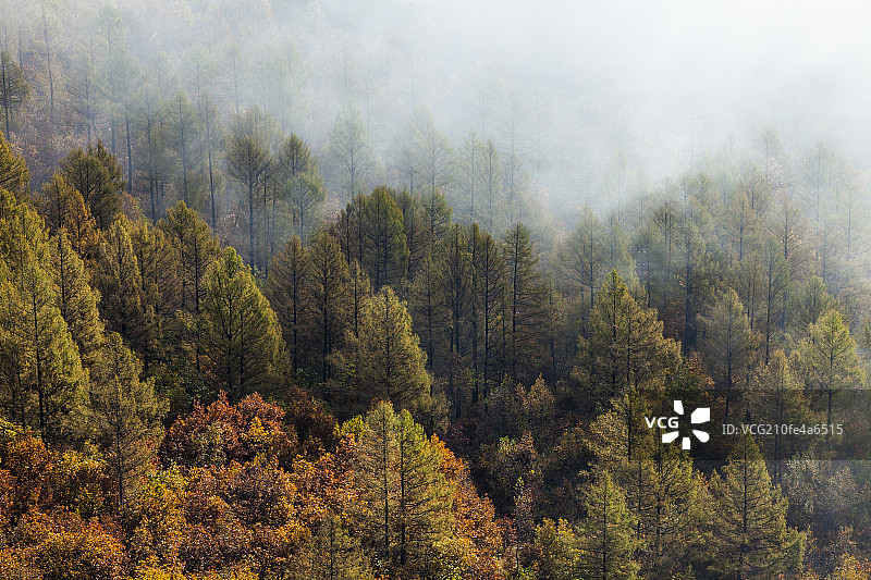 薄雾下的阿尔山森林图片素材