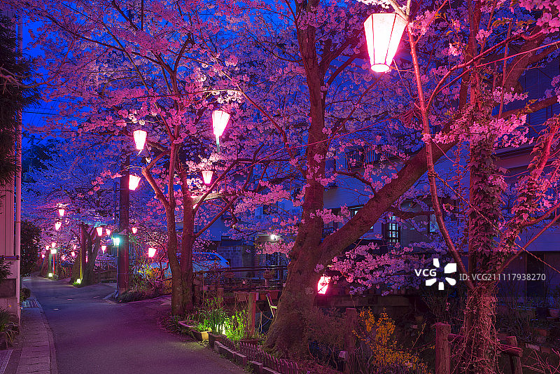 日本兵库县丰邑市木崎温泉，大谷河边的清山池街，夜晚的樱花盛开图片素材