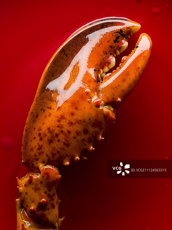 龙虾爪的特写图片素材