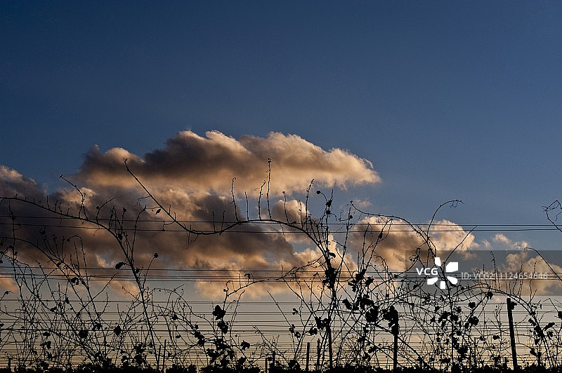 奥地利瓦格拉姆，蓝天下的葡萄藤图片素材