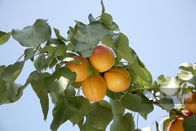 树上的杏枝图片素材