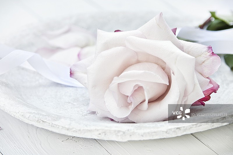 石盘上一朵淡粉色的玫瑰图片素材