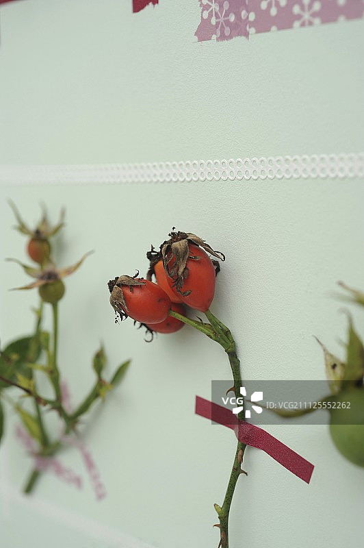 用和木胶带把玫瑰果的小枝粘在色彩柔和的墙上图片素材