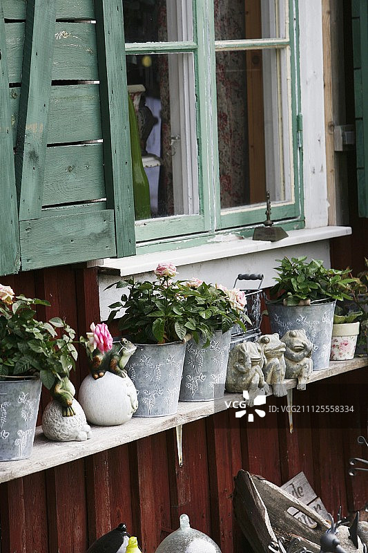 木质房屋外立面窗户下的木质架子上的锌花盆中的玫瑰开花图片素材