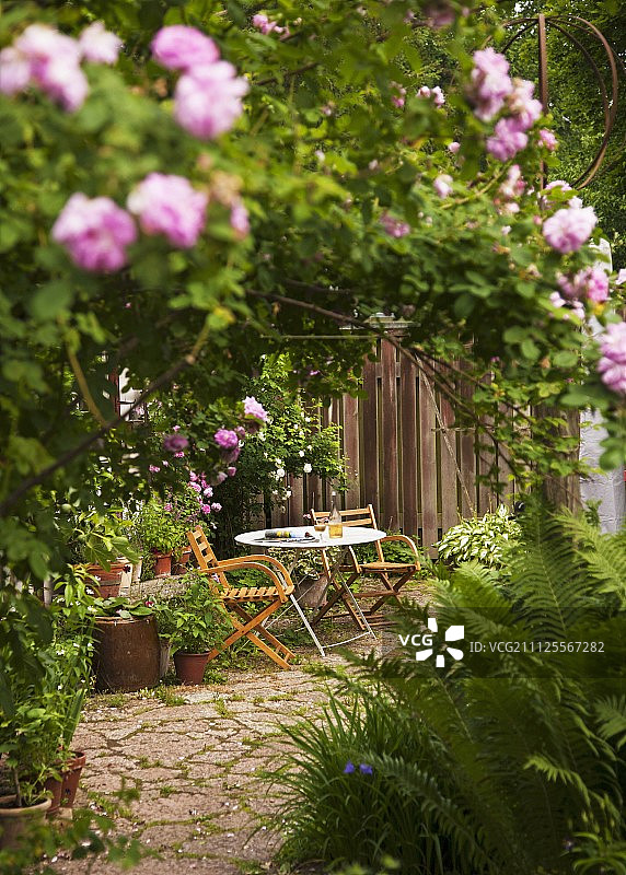 桌子和木椅上的平台，在木篱笆前的花园里满是开花的玫瑰图片素材