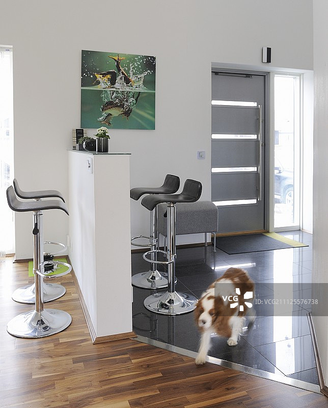 极简的柜台和吧台凳;狗在开放式门厅在现代室内图片素材