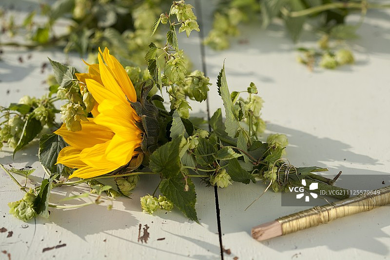 用花匠的铁丝捆扎向日葵和啤酒花卷须图片素材
