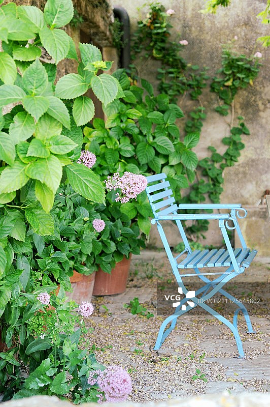 蓝色花园椅子旁边的大绣球花在花园里图片素材