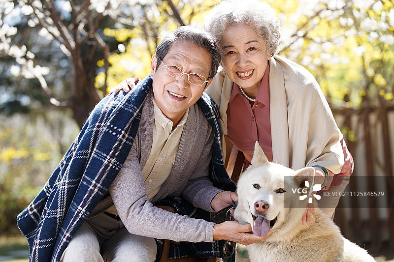 老年夫妇和萨摩犬图片素材