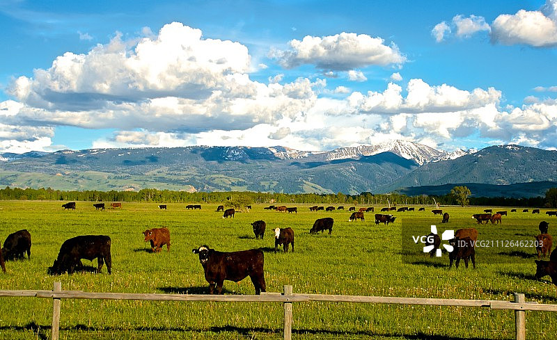 在怀俄明州提顿村放牧的牛群图片素材