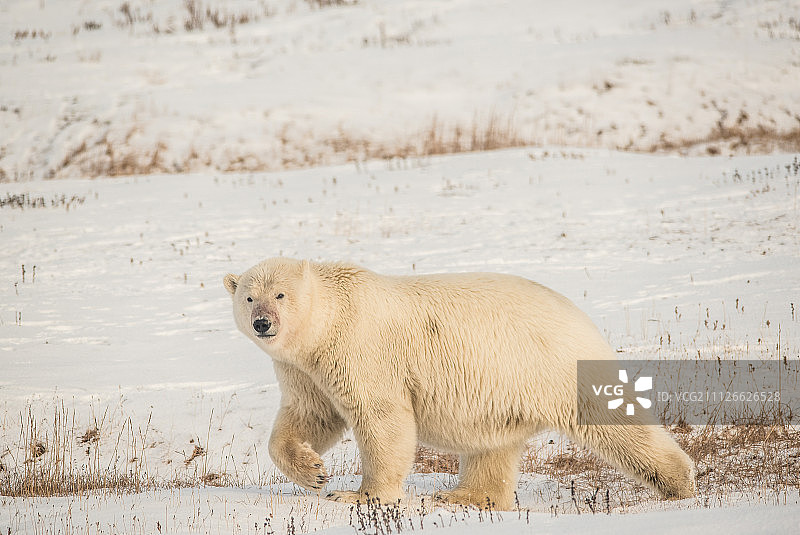 阿拉斯加的北极熊图片素材