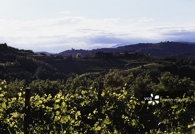位于意大利东北部Friuli的Collio葡萄酒产区的葡萄园图片素材