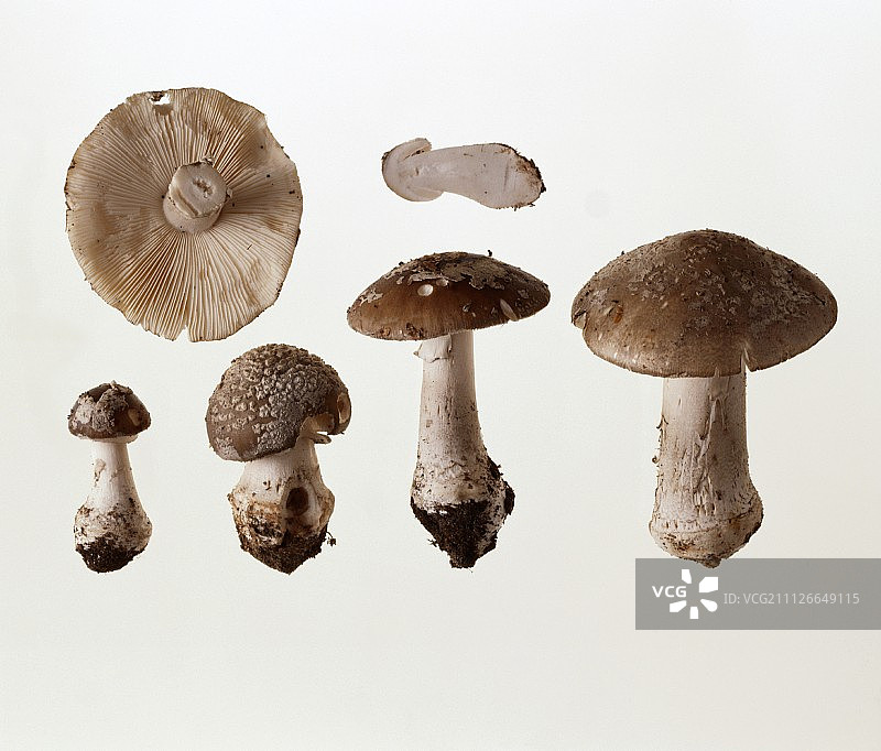 一些高鹅膏菇(Amanata excelsa)图片素材
